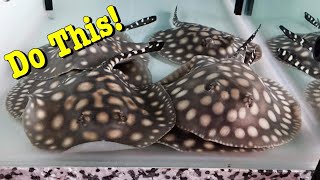 How To Care For Freshwater Stingrays [upl. by Bethena]