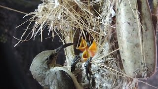 Sunbird Chicks  Amazing 12 Days Journey From Nest To Sky 🎧 [upl. by Ayotal]