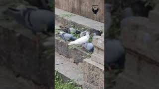 Roller pigeon loft TN51🕊️🕊️🕊️🕊️😱 [upl. by Foster]