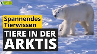 Wie überleben Tiere die eisige Kälte in der Arktis  TierDoku für Kinder [upl. by Samalla]