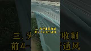 韭菜扣棚管理四要点。韭菜种植 种韭菜 怎么种植韭菜 韭菜 韭菜种植方法 [upl. by Mavilia]