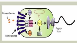 Chemotaxis Phototaxis and Aerotaxis [upl. by Kcinemod]