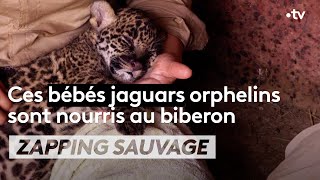 Ces bébés jaguars orphelins sont nourris au biberon  ZAPPING SAUVAGE [upl. by Whitson893]