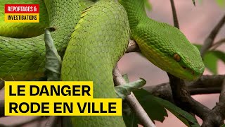 Les serpents de Bangkok  le danger rode en ville  Documentaire Découverte HD AMP [upl. by Ybrad]