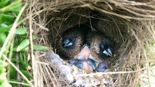 Parent Birds Keep Babies Warm in a Raining Day 9 – Whiterumped Munia Regurgitates Food E113 [upl. by Osric4]