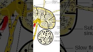 Lymph Nodes [upl. by Eibocaj]