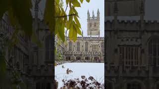 Foxes playing in snow at Magdalen College in Oxford United Kingdom [upl. by Branca]