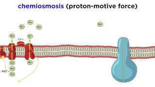 Cellular Respiration Part 3 The Electron Transport Chain and Oxidative Phosphorylation [upl. by Asa714]