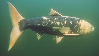 UNTERWASSER KALRSRUHE REITSCHULSCHLAGSEE UNTERWASSERDROHNE QYSEA FIFISH V6 2024 [upl. by Loftis]