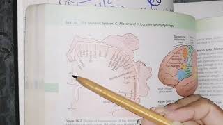 Motor Cortex Areas Guyton 56 motor Physiology contorl of motor function [upl. by Nnylirak]