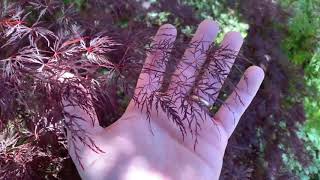 RED FILIGREE LACE JAPANESE MAPLE [upl. by Inverson]