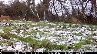 Chinese water deer buck chase with chirrup [upl. by Whallon]