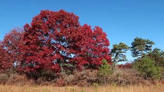 Fall Colors From The Oaks Still Showing Despite The Drought at Connetquot River State Park [upl. by Addia]