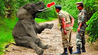 Elephant Desperately Begged The Soldiers For Help The Reason Will Make You Cry [upl. by Deery610]