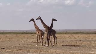 Amboseli National Park  Day One [upl. by Ocisnarf458]