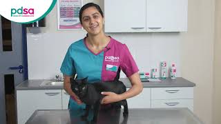 How To Apply A Spot On Flea Treatment For Your Cat PDSA Petwise Pet Health Hub [upl. by Rehsa]