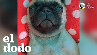 Perro Pug Sabe Cómo Relajarse [upl. by Baptlsta]