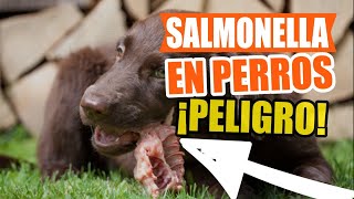 SALMONELLA en PERROS 🐶¡Presta Mucha Atención [upl. by Tremain]