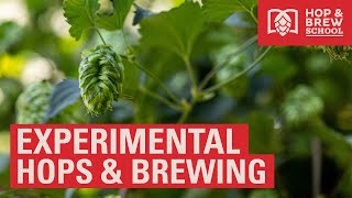 2021 HBS EXPERIMENTAL HOPS amp BREWING [upl. by Karia]