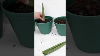 Sansevieria Cylindrical Soil Propagation with Babies After 240 Days [upl. by Enelam]