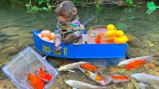 Funny baby monkey went to catch koi fish and found duckling and lots of eggs [upl. by Denton]