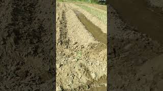 Potato crop1st Irrigation Furrow methodsafewatersafenaturesafeenvironmentagriculturefarming [upl. by Dlonra]