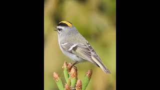 golden crowned kinglet❗ [upl. by Philbrook852]