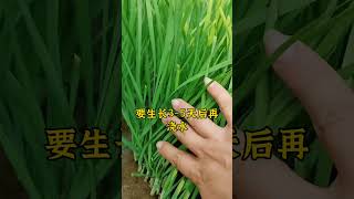 韭菜浇水有讲究。韭菜种植 怎么种植韭菜 种韭菜 韭菜种植方法 韭菜 [upl. by Ku]