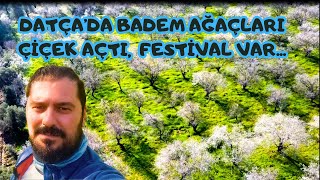 Datçada doğanın mucizesi badem ağaçları çiçeklerini açtı İlçede Badem Çiçeği Festivali Gerçekleşti [upl. by Zobias]