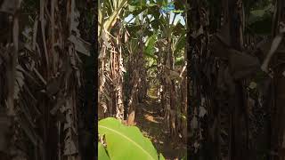 Growing banana tree for leaf vs fruit [upl. by Ahsekat]