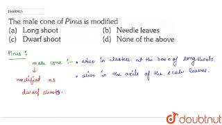 The male cone of Pinus is modified [upl. by Jezabel]