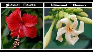 Difference between Unisexual  Bisexual Flowers [upl. by Sremlahc358]