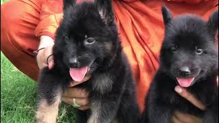 German shepherd pets point peshawar available puppies 0311 1992890 whatsapp [upl. by Jennica]