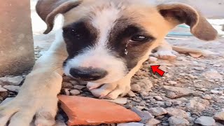 Dog With Separation Anxiety Patiently Waits For His Owner All Day Often Until Nightfall [upl. by Margarida]