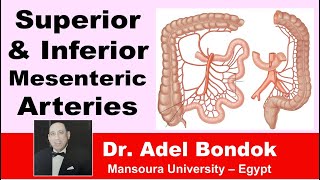 Superior and Inferior Mesenteric Arteries Dr Adel Bondok [upl. by Anoyek]