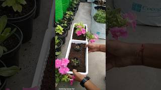 Petunia kaise grow kare  petunia kaise lagaen [upl. by Kam]