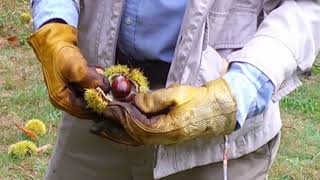 What to Know About Harvesting Chestnuts [upl. by Delphina]