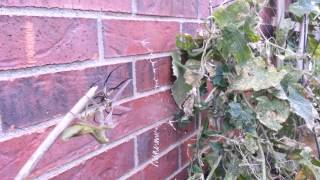 Big Black and Yellow Garden Spider vs Praying Mant [upl. by Nairoc]