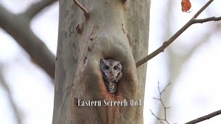 Eastern Screech Owl [upl. by Ahsemal]