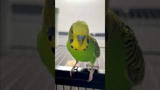 Cute budgie noises Sorry for the bad lighting 💚💛 budgiesounds budgielife budgielove [upl. by Ettedranreb]