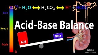 Acid Base Balance Animation [upl. by Carolin]