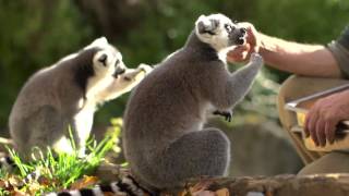 Lunch with Lemurs at Woodland Park Zoo [upl. by Suoirred]