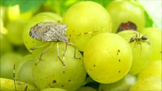 Brown Marmorated Stink Bug Feeding and Progression of Injury in Grape Clusters [upl. by Motch255]