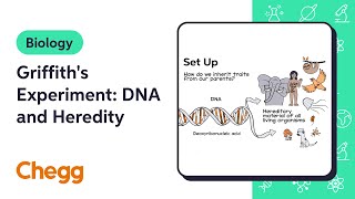 Griffiths Experiment DNA and Heredity  Biology [upl. by Piane302]