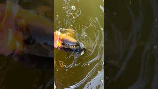 Big bass 💪 fish fishing bassfishing catchandrelease [upl. by Wiese]