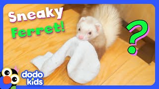 Where Is This Ferret Hiding Our Socks  Dodo Kids  Mystery Animals [upl. by Antonio]