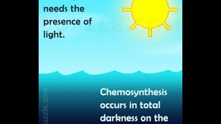 Differences and Similarities Between Chemosynthesis and Photosynthesis [upl. by Aekim805]