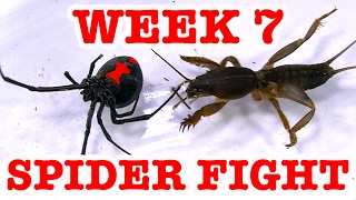 Redback Spider Home Week 7 Devil Bug Educational Spider Video [upl. by Laurentium]