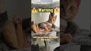 Haters Gonna Hate 😒💁‍♀️😈 catshorts cat funny vibes comedy funnycats shortsfeed cutecat mood [upl. by Iramat491]