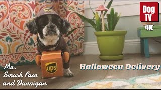 Mr Smush Face and Dunnigans Epic Halloween Costume Delivery [upl. by Novikoff]